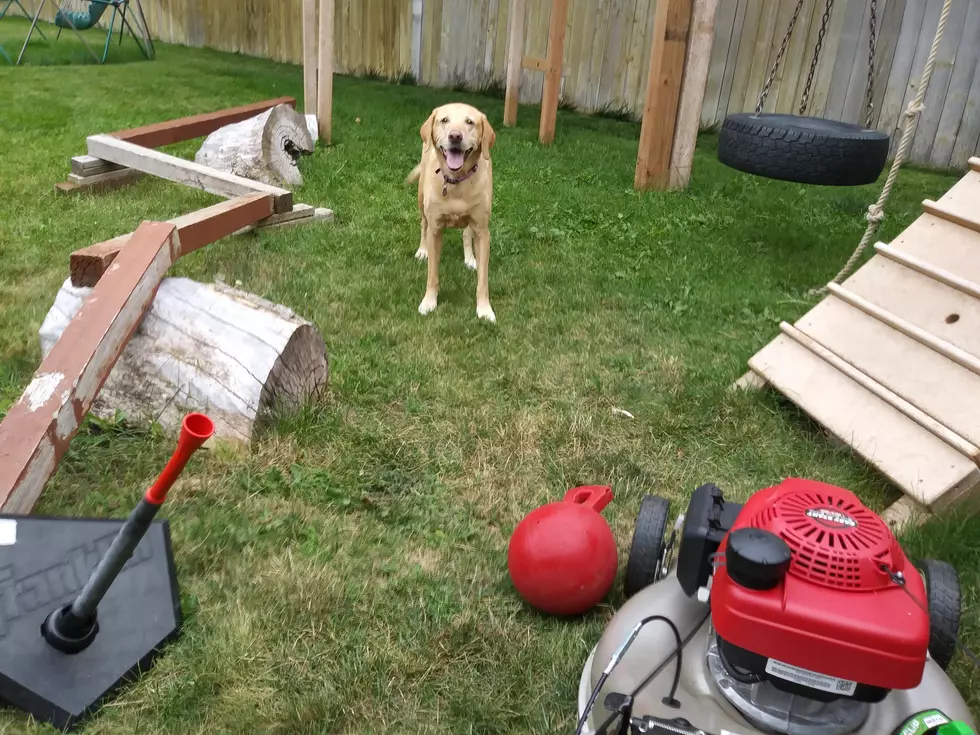 Watch What Kama’s Lab Will Do to Get Her to Stop Mowing the Lawn