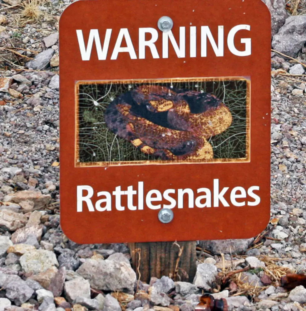 Two Dogs Bit By Rattlesnakes In Northern Colorado