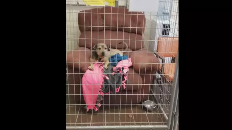 A Great Idea for Pets in Shelters – Armchairs!