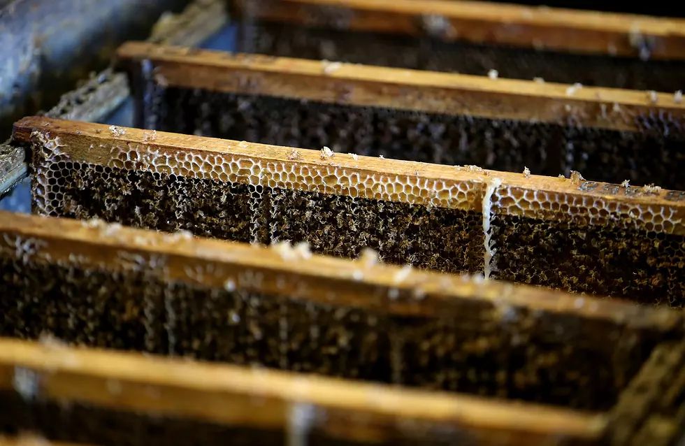 A Northern Colorado Honey Company Gets New Name
