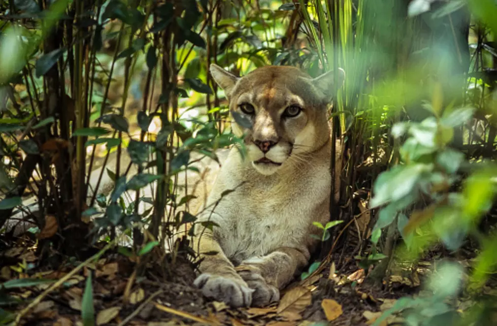 There’s Chatter about Mountain Lion Sightings in Fort Collins