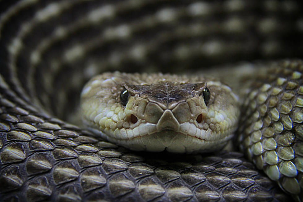 Rattlesnakes Spotted Slithering Out On Colorado Trails