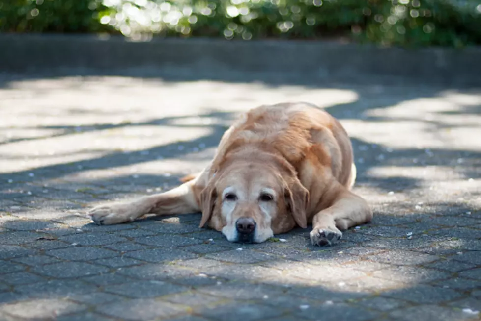 New Colorado Bill May Allow Dogs on Restaurant Patios