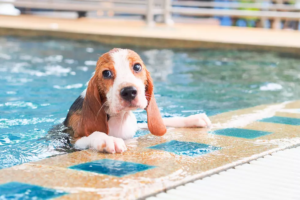 Fort Collins’ ‘Pooch Plunge’ at City Park Pool August 26