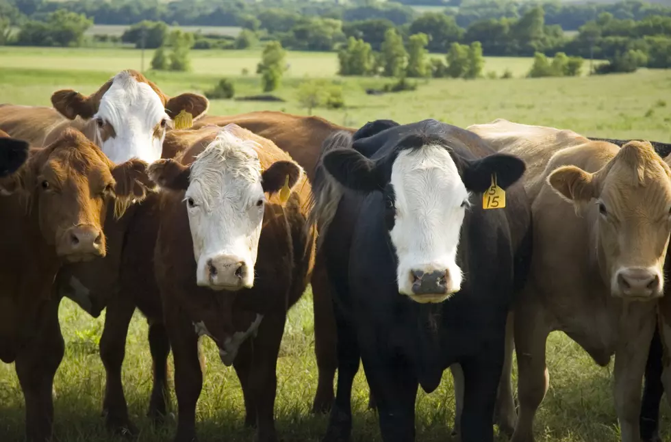 Fort Collins Cow Tests Positive for Rabies