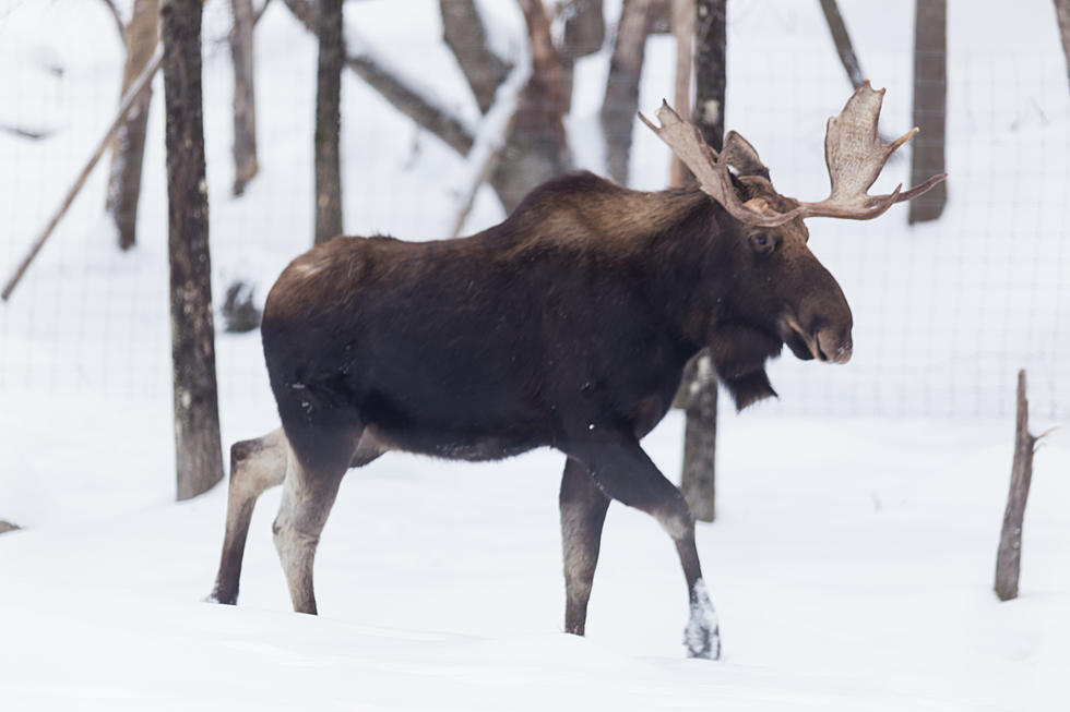 Moose Makes Itself at Home in a Colorado Family’s Basement