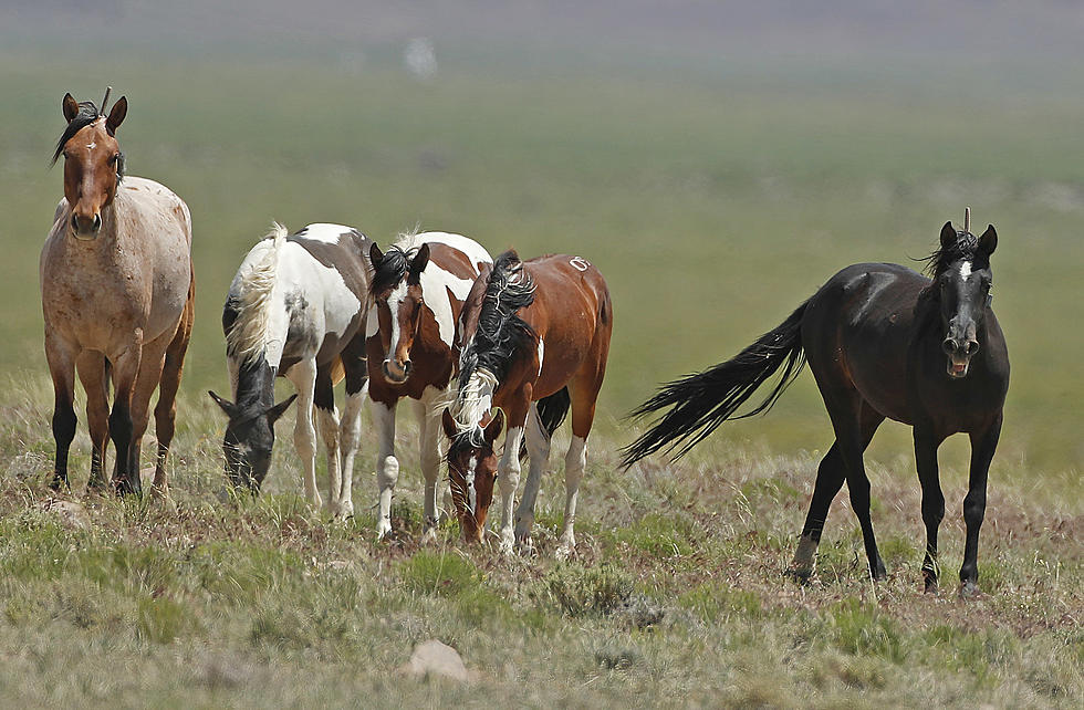 25 Wild Colorado Horses to be Removed From Private Land and Sold