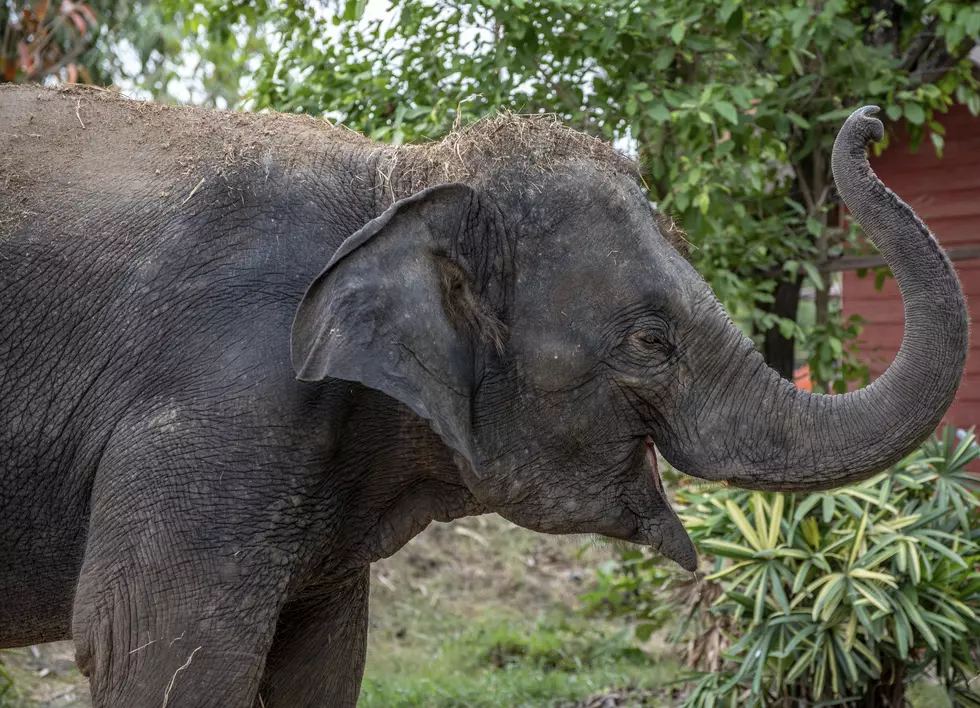 Denver Zoo Becomes Home to Biggest Male Herd of Elephants in America