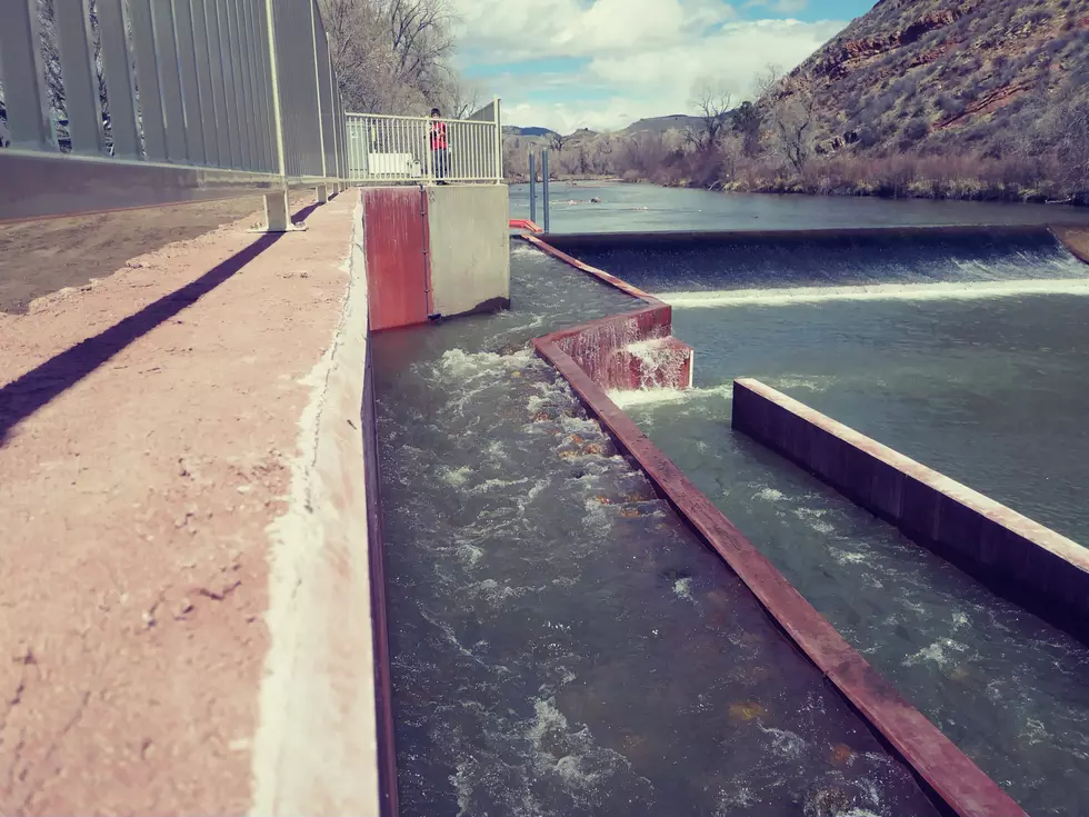 Man-Made Fish Ladder Installed On Poudre River