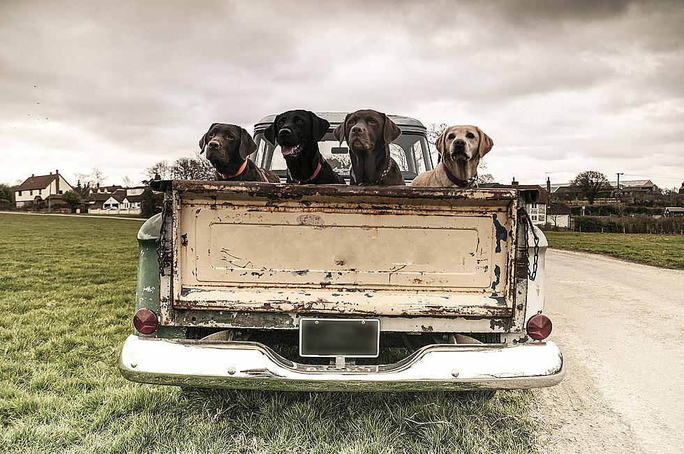 Should Dogs Ride in Truck Beds?