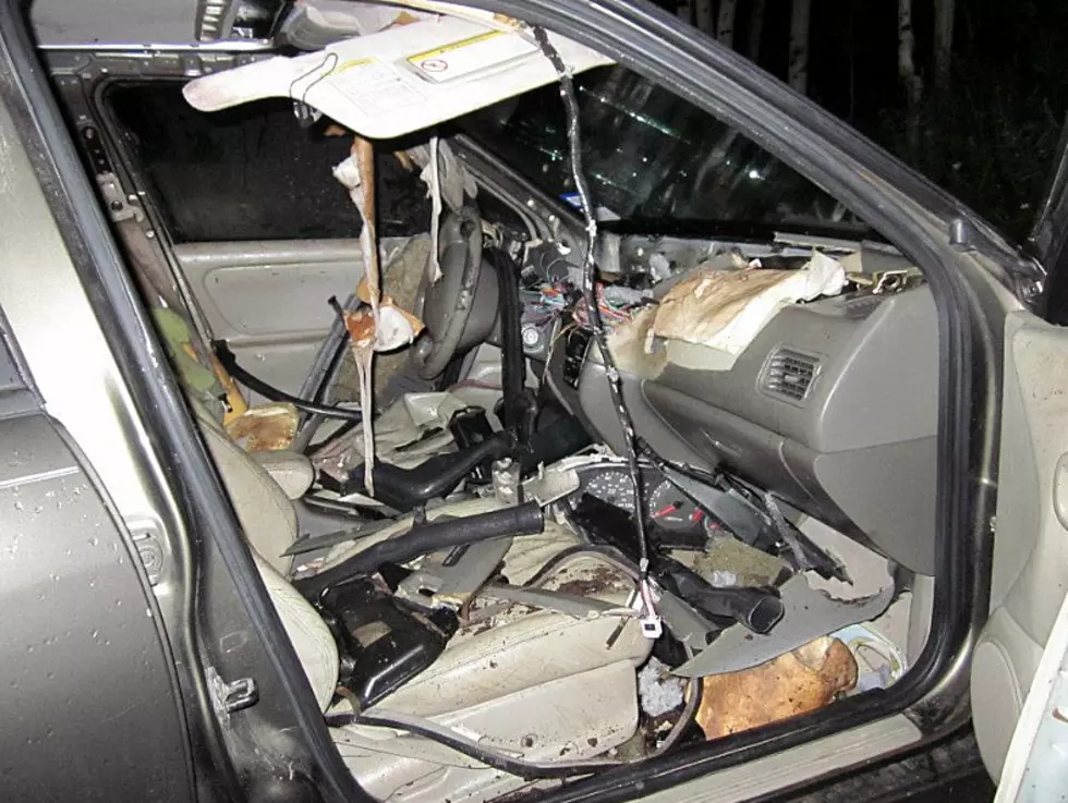 Bear Accidentally Locked Itself In Car, Destroys Interior [PICTURES]