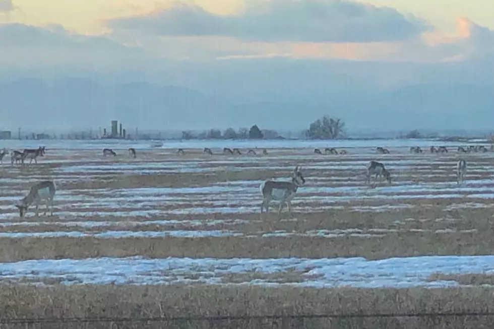 Herd of Pronghorns Spotted in Windsor