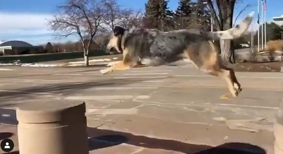 Colorado Dog Video Goes Viral for “Barkour”
