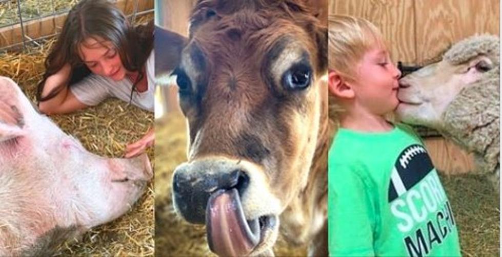 JB&#8217;s Family Pick: Youth Valentines Day with Rescued Farmed Animals