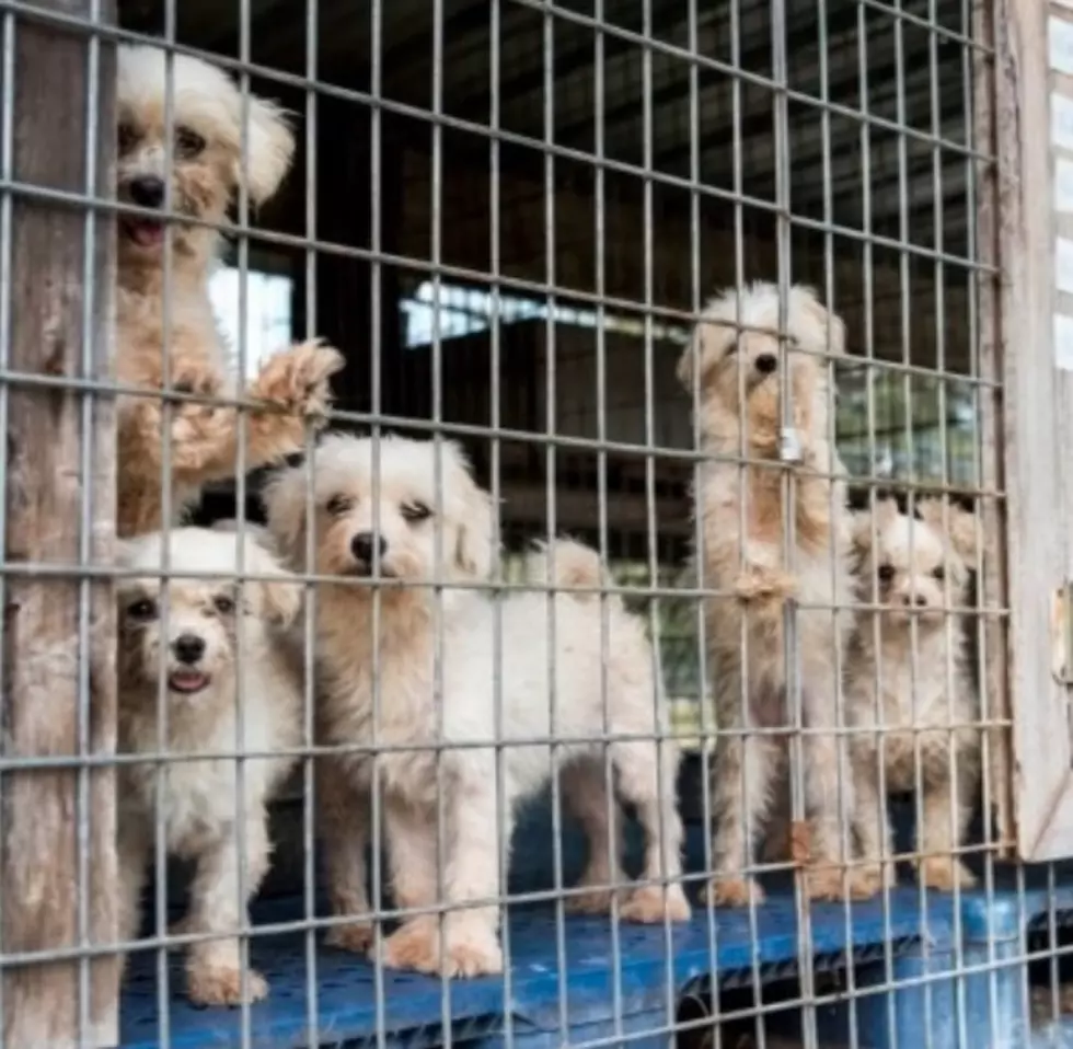 Colorado Bill To End Puppy Mills Fails To Pass