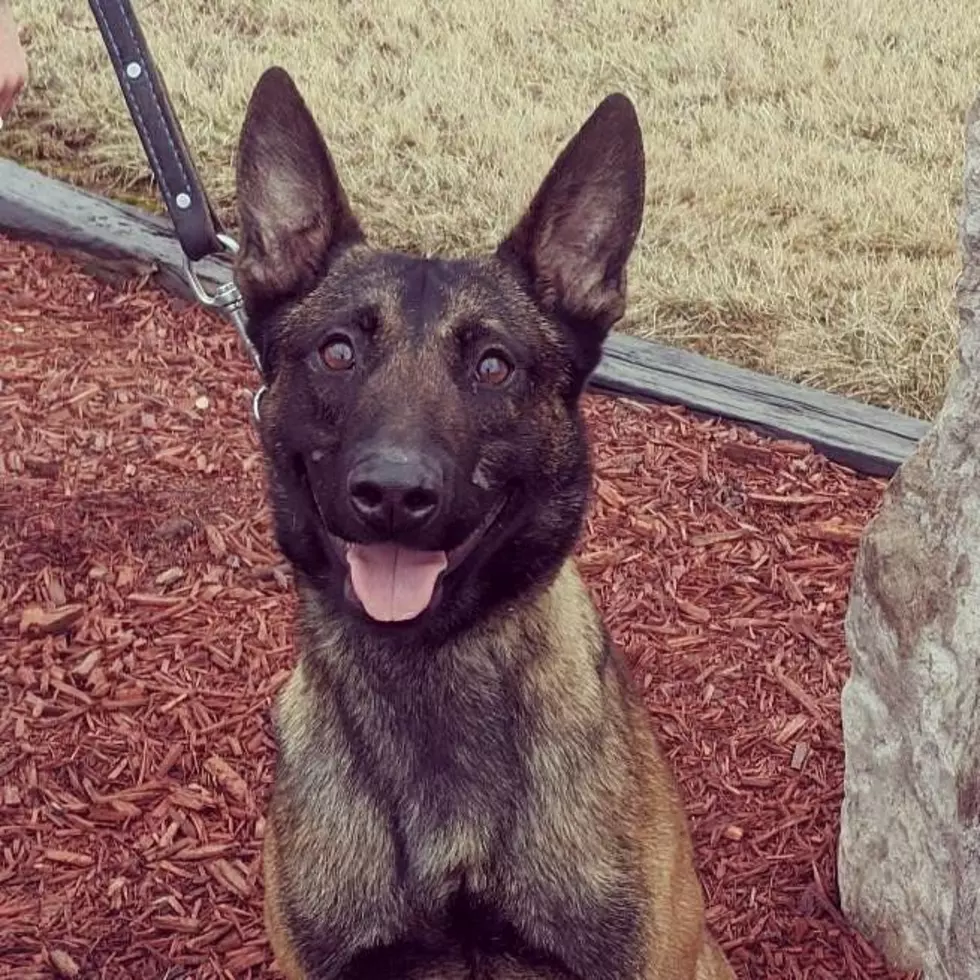 Larimer County Sheriff Adds New K9