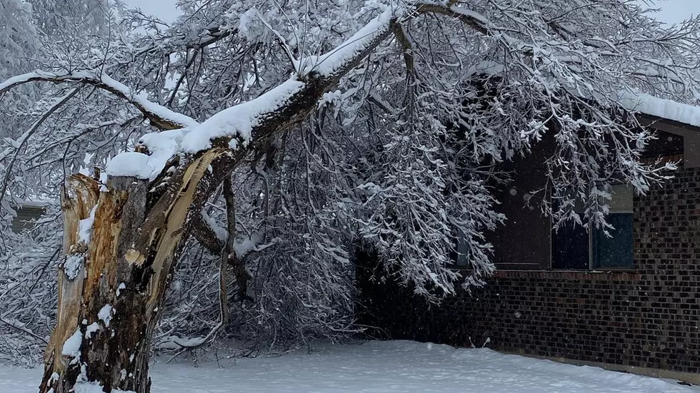 Broken Tree Branch in Fort Collins Due to Snow