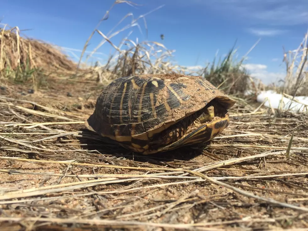 Weld County Sheriff’s Office Rescues, Releases Injured Turtle