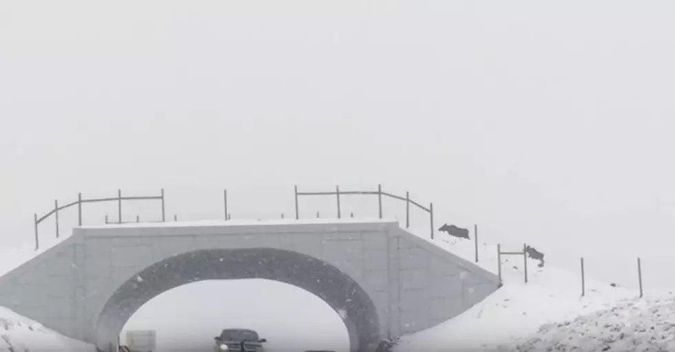 Colorado’s First Ever Wildlife Overpass, Underpass System Helps Animals Safely Cross Highway