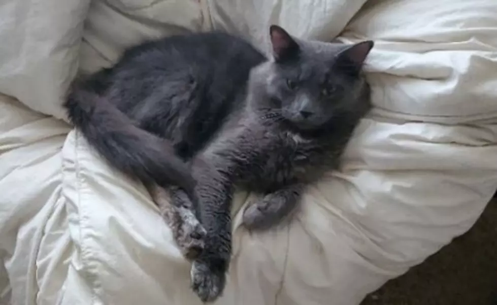 Help Fort Collins Family Find Their Beloved Cat &#8216;Bear&#8217;