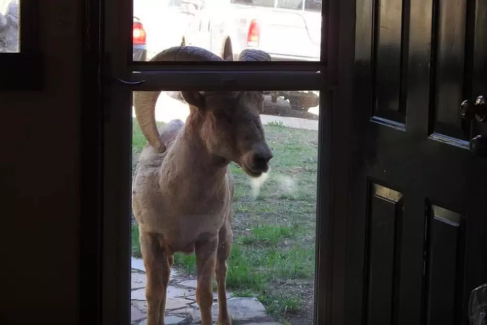 [WATCH] Three Bighorn Sheep Play &#038; Then Stop By To Say Hello