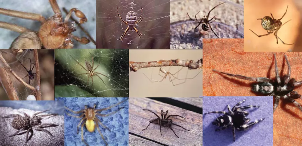 PHOTOS: The Most Common Spiders of Colorado