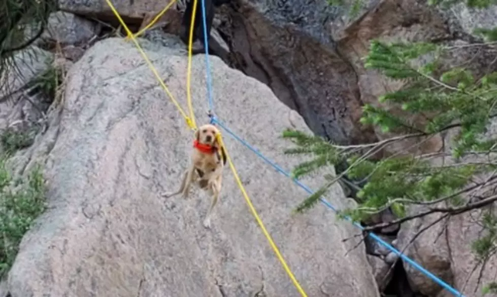 Mowgly The Dog, Rescued From Cliff Above Creek in Colorado