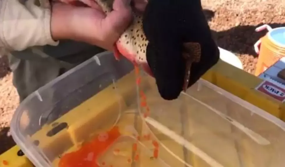 [WATCH] Eggs Squeezed Out of Wild Cutthroat Trout to Stock Colorado Lakes