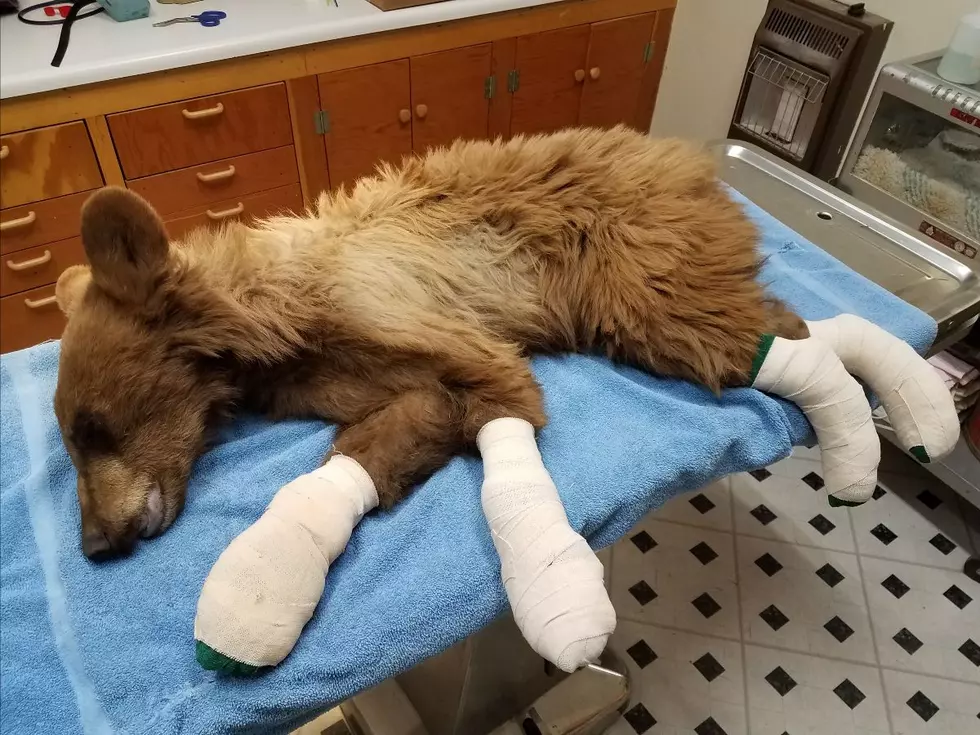 Update On The Burned Bear Rescued in Colorado This Week