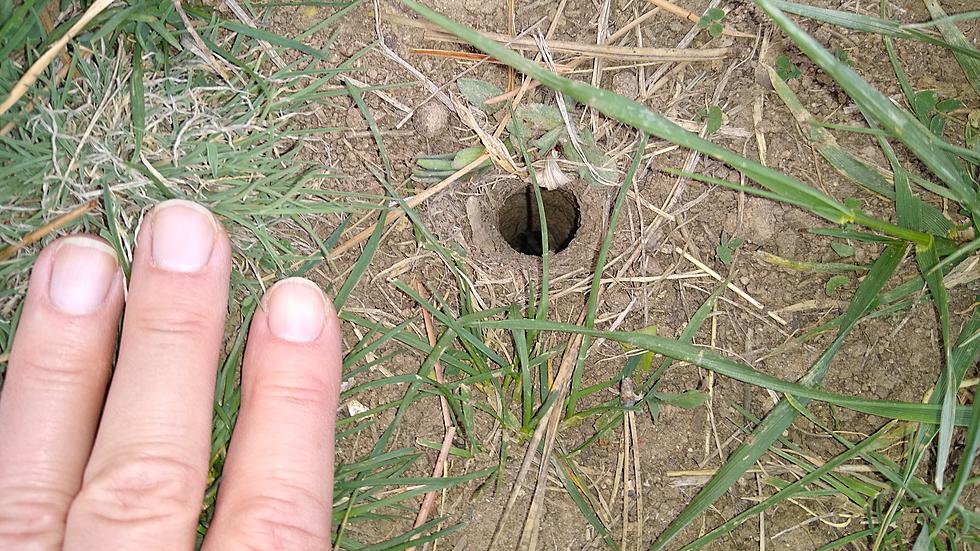 Guess What Colorado Critter Lives in These Holes