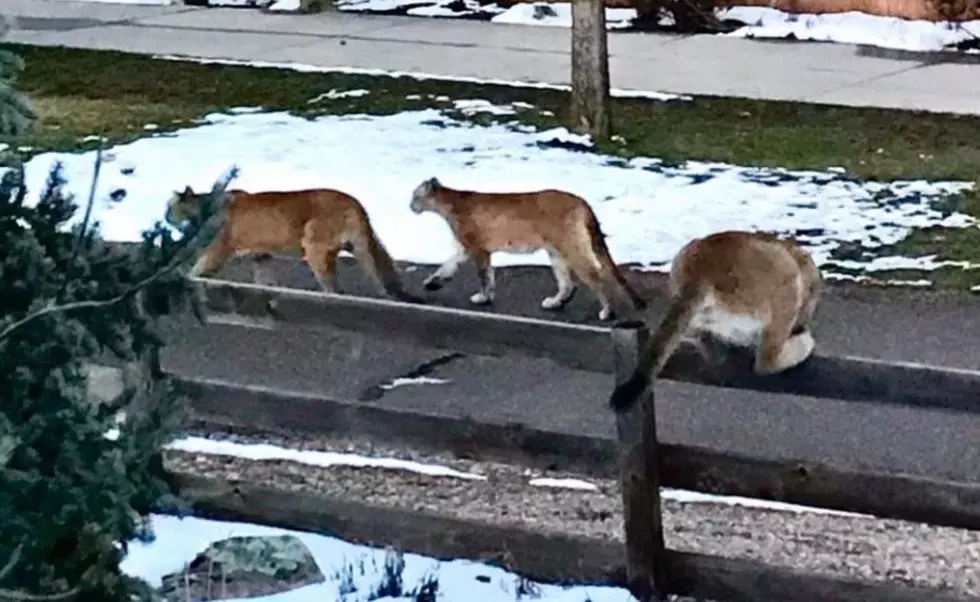 WATCH: Mountain Lions Spotted On Colorado Backyard Cams