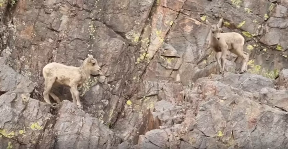 [WATCH] Baby Bighorn Sheep Bouncing In The Canyon Is All You Need To See Today