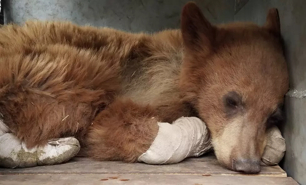 [WATCH] Update On Burned Bear Cub in Colorado