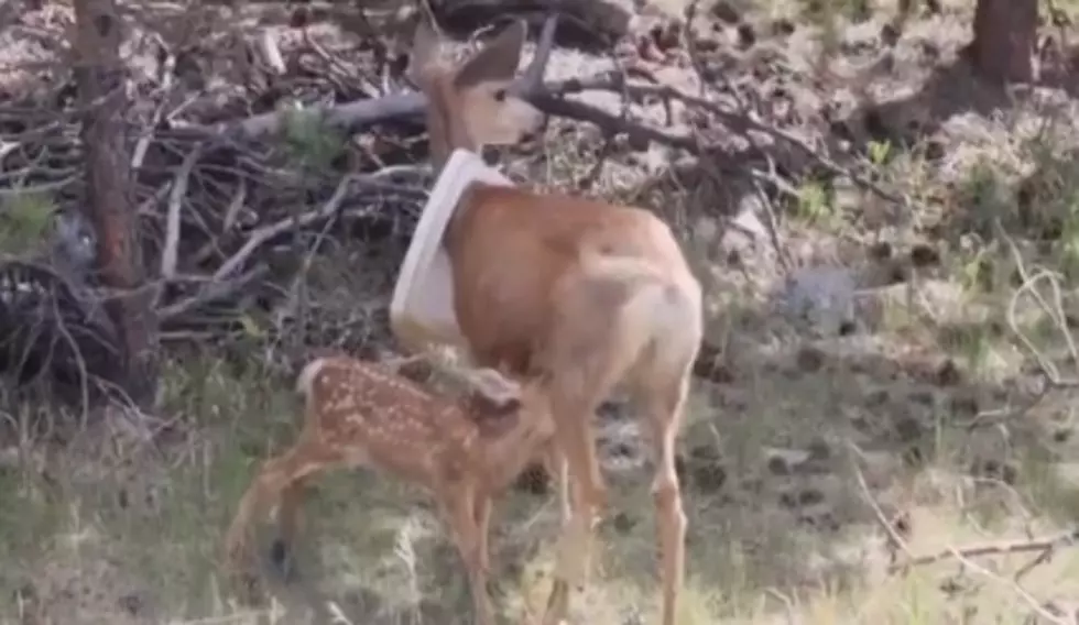 [WATCH] Mother Doe Has Trash Can Lid Stuck on Neck in Estes Park