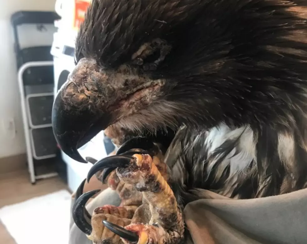 Bald Eagle With Avian Pox Picked Up in Lakewood Colorado on Thursday