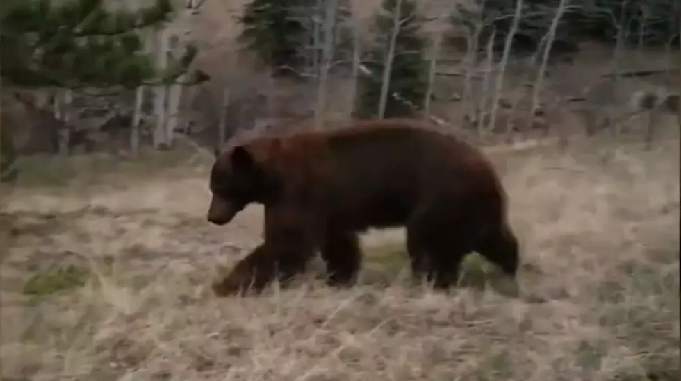 Bear Activity Reports Surge Across Colorado