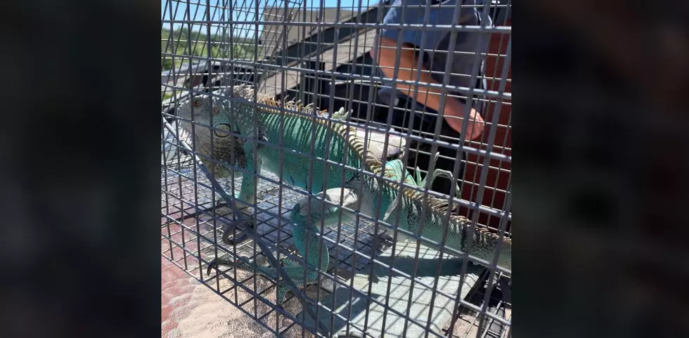 Loose Iguana Rescued From Colorado Roof