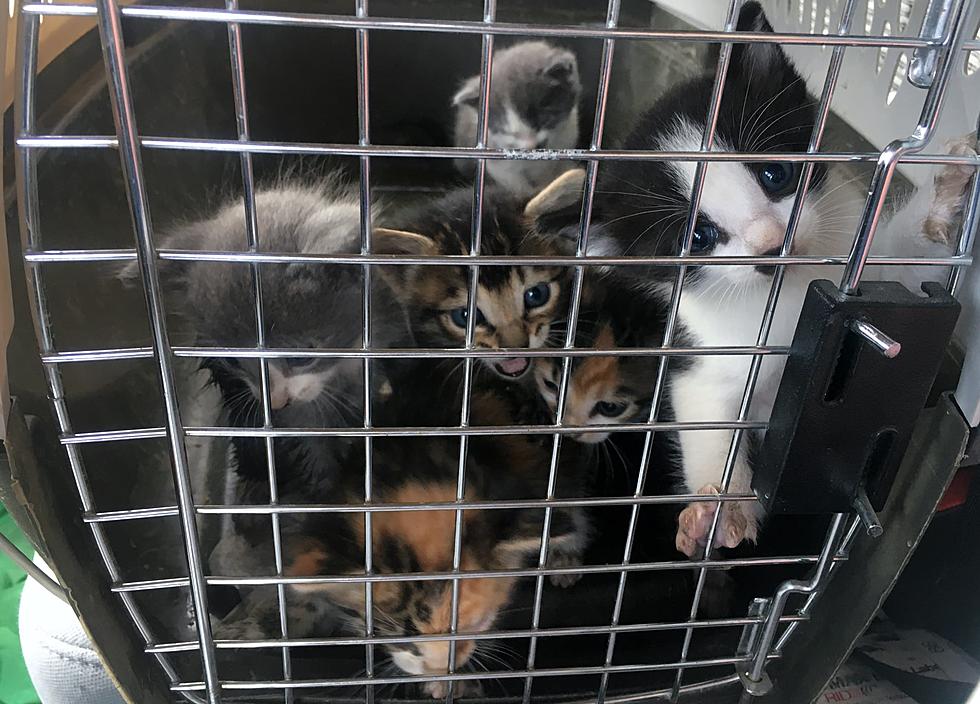 Kittens Rescued From Drain in Weld County