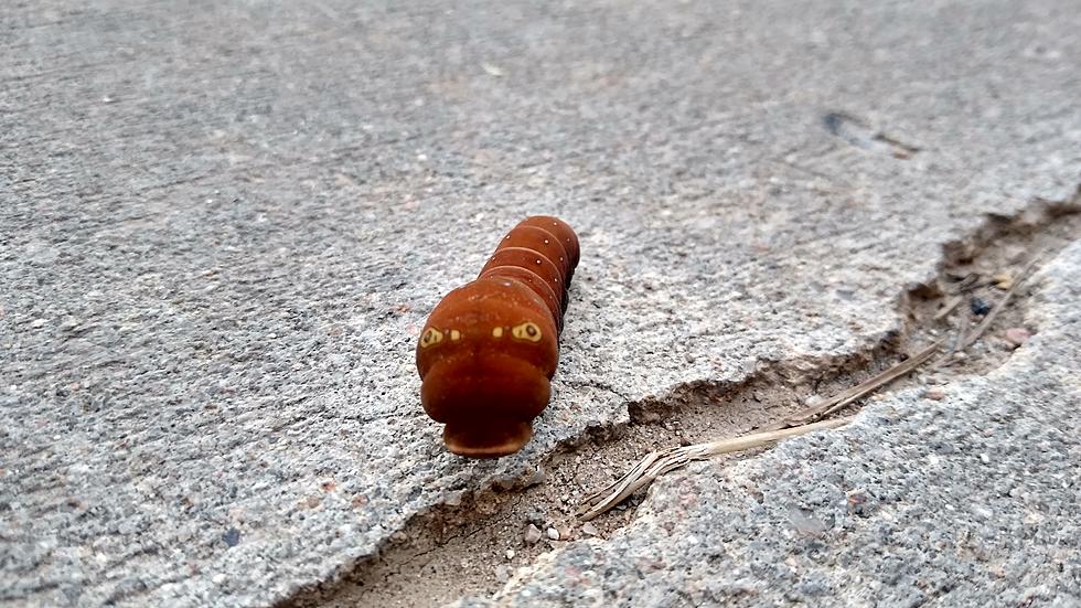 Check Out This Crazy Caterpillar Spotted in Colorado
