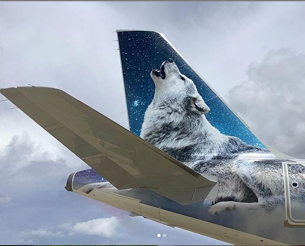 Colorado Wolf-Dog Featured on Frontier Airlines’ 100th Aircraft