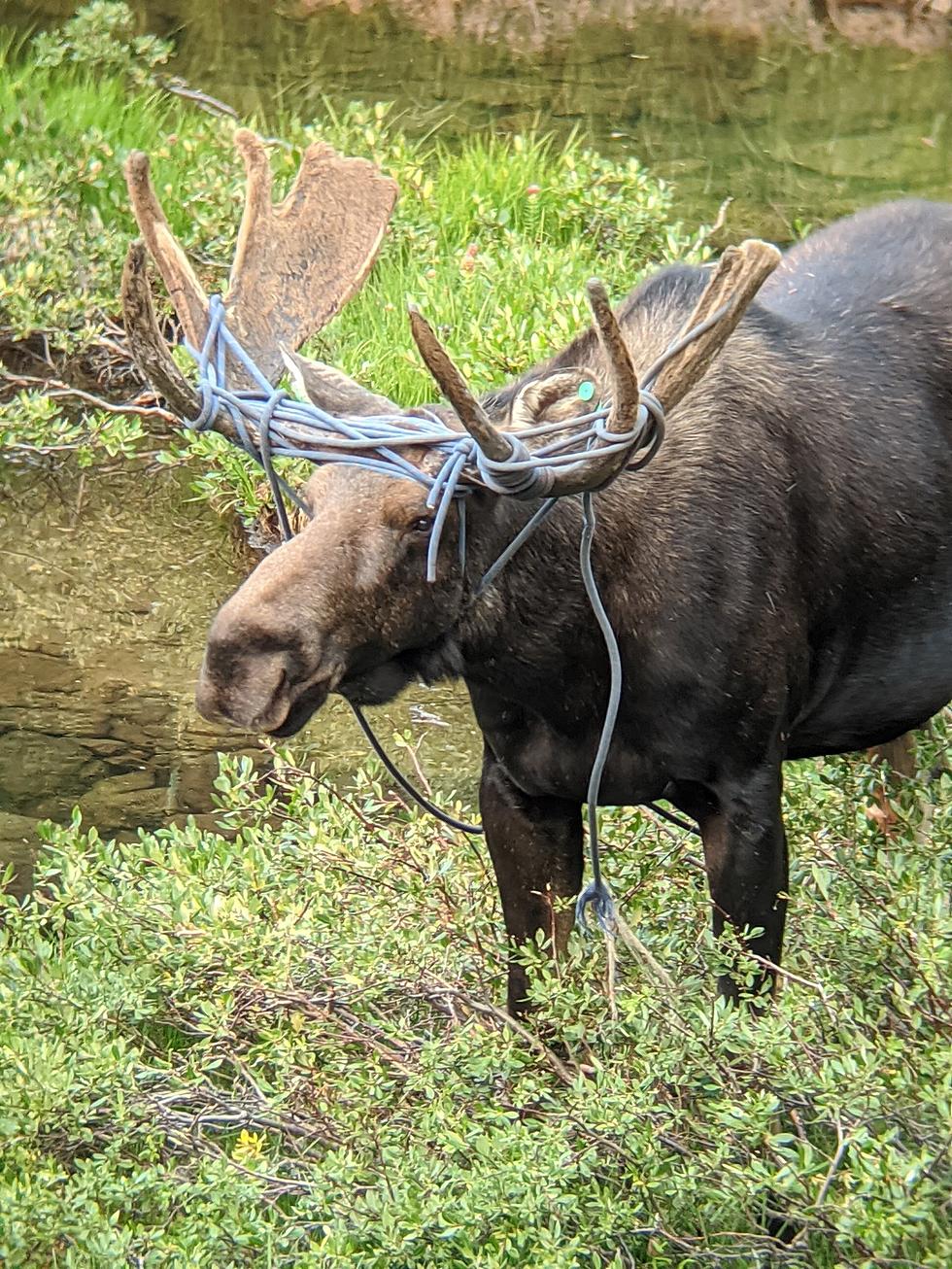 Colorado Parks and Wildlife Helps to Free Moose Tangled in Rope