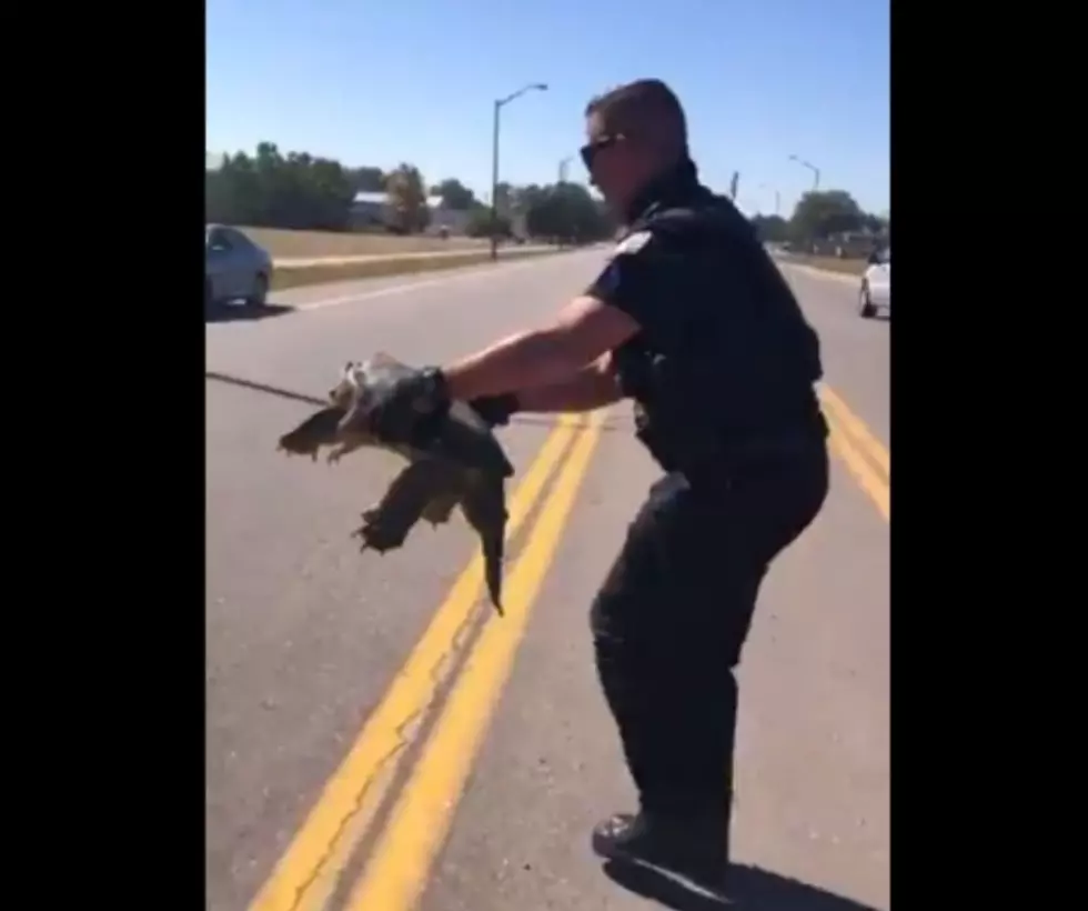 Very Snappy Snapping Turtle Rescued By Fort Collins Police