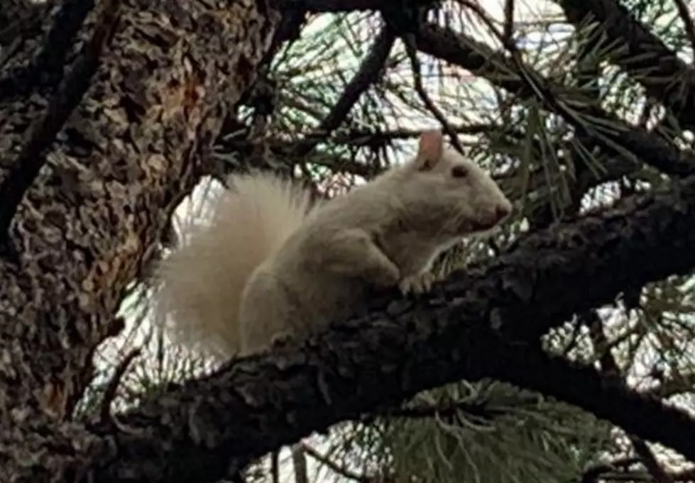 Rare White Squirrel Spotted in Colorado