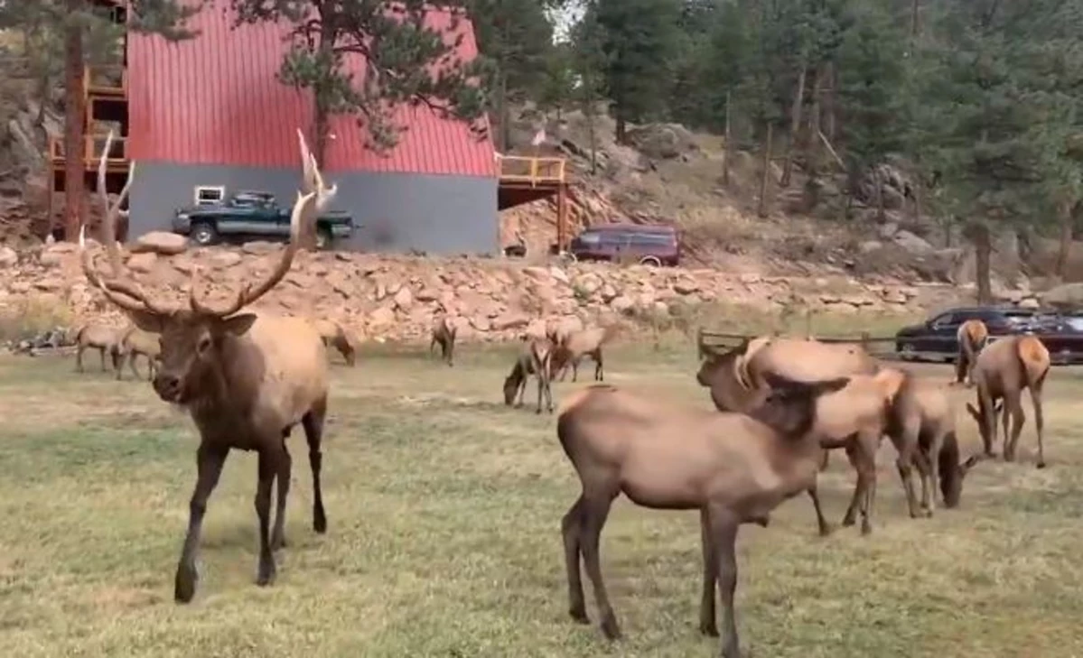 Its Bull Elk Mating Season In Colorado So Keep Your Distance