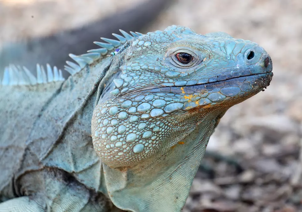 CPW Ranger Rescues Iguana from Colorado Campground