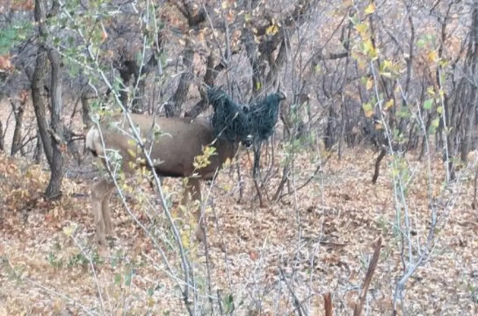 Colorado Buck Practically Blinded By Net On Antlers