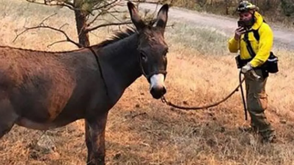 Donkey Rescued From Cameron Peak Fire is All of Us