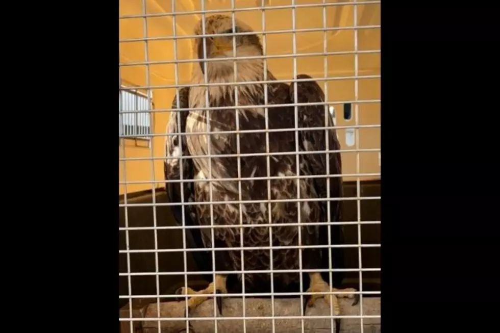 CPW Rescues Bald Eagle Tangled in Fishing Line