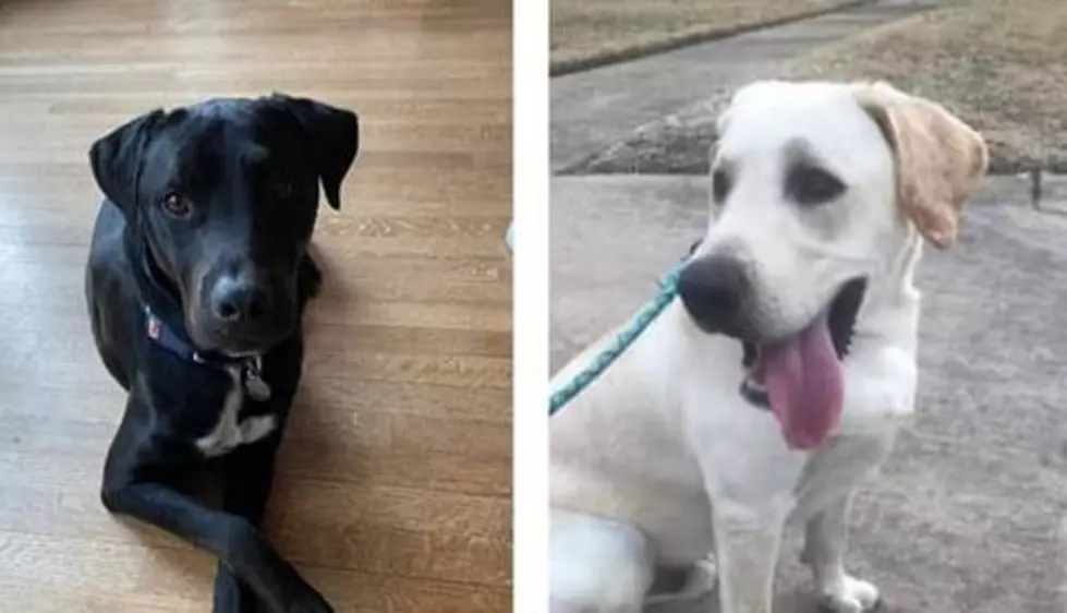 Colorado Rescue Needs Foster Homes for Over 80 Labrador Dogs