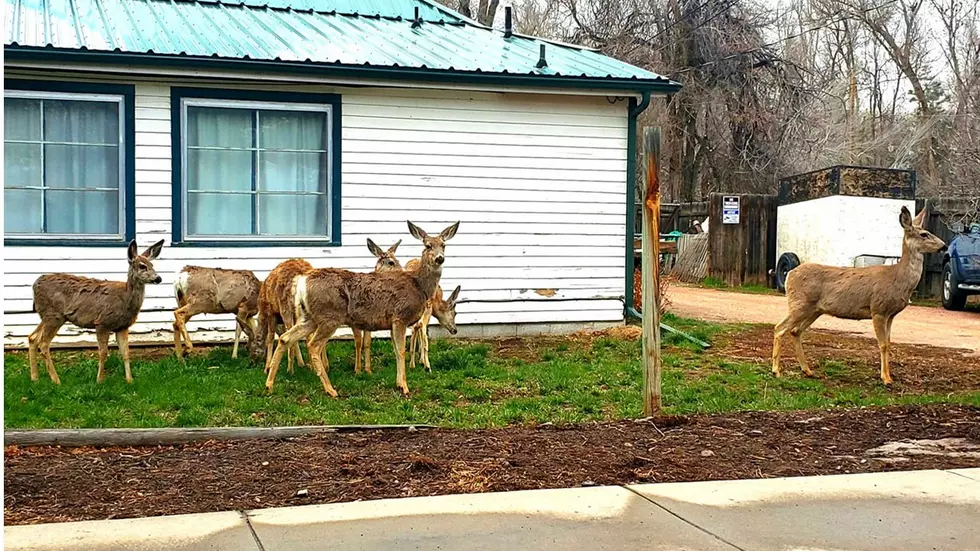 [Photo] A Half Dozen Lovely Deer Loiter on Loveland Lawn